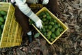 A woman farmer working in the hass avocado harvest season Royalty Free Stock Photo