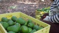 A woman farmer working in the hass avocado harvest season