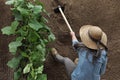 Woman farmer working with hoe in vegetable garden, hoeing the soil near a cucumber plant Royalty Free Stock Photo