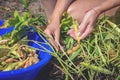 Woman farmer working in a soybean field harvests legumes and puts them in a blue bowl. Bean pods on a background of greenery in a