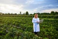 Woman farmer working in a strawberry field. Biologist inspector examines strawberry bushes using laptop