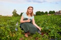 Woman farmer working in a strawberry field. Worker picks strawberries Royalty Free Stock Photo