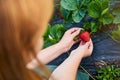 Woman farmer working in a strawberry field. Worker picks strawberries Royalty Free Stock Photo