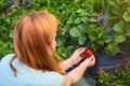 Woman farmer working in a strawberry field. Worker picks strawberries Royalty Free Stock Photo