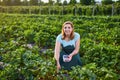 Woman farmer working in a strawberry field. Worker picks strawberries Royalty Free Stock Photo