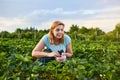 Woman farmer working in a strawberry field. Worker picks strawberries Royalty Free Stock Photo