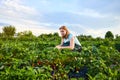 Woman farmer working in a strawberry field. Worker picks strawberries Royalty Free Stock Photo