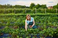 Woman farmer working in a strawberry field. Worker picks strawberries Royalty Free Stock Photo