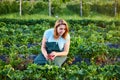 Woman farmer working in a strawberry field. Worker picks strawberries Royalty Free Stock Photo