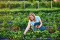 Woman farmer working in a strawberry field. Worker picks strawberries Royalty Free Stock Photo