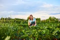 Woman farmer working in a strawberry field. Worker picks strawberries Royalty Free Stock Photo