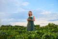 Woman farmer working in a strawberry field. Worker picks  strawberries Royalty Free Stock Photo