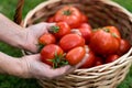 Woman farmers hands holding harvested tomatoes, basket of freshly picked tomatoes on green grass Royalty Free Stock Photo