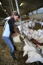 Woman farner feeding goats