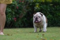 A woman and fat english bulldog is walking on green grass Royalty Free Stock Photo