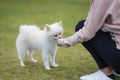 Woman feed dog at park