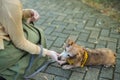 Woman feed her dog with snack at street