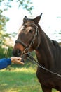 Woman feeding beautiful brown horse in bridle