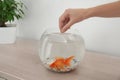 Woman feeding beautiful goldfish at wooden table indoors, closeup