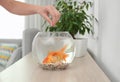 Woman feeding beautiful goldfishes at home, closeup