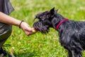 Woman feeding black breed dog giant schnauzer. Caring for animals Royalty Free Stock Photo