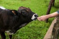 Woman feeding brown cow on green pasture Royalty Free Stock Photo