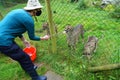 Woman feeding cheetahs at zoo