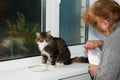 woman is feeding a cat milk from a saucer Royalty Free Stock Photo