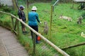 Woman feeding cheetahs at zoo