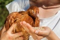 A woman is feeding a chicken Royalty Free Stock Photo