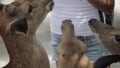 Woman feeding deer from hands.