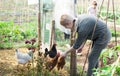 Woman feeding domestic chickens in small henhouse Royalty Free Stock Photo