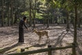 Woman feeding a fallow deer in Nara natural park, Japan