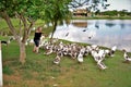 Woman feeding geese in the Centenary Park of Mogi das Cruzes