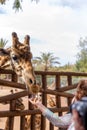 woman feeding a giraffe in extreme close-up