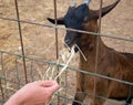 Woman feeding goat.