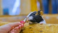 Woman feeding guinea pig in zoo Royalty Free Stock Photo