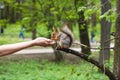 Feeding squirell in green park outdoor Royalty Free Stock Photo