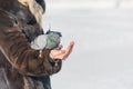 A woman is feeding pigeons from her hands. Feed birds in winter with hands. Royalty Free Stock Photo