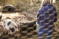 Woman Feeding Pigs Shot Through Wire Fence