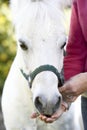 Woman Feeding Pony Royalty Free Stock Photo