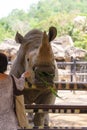 Woman feeding the rhinoceros at zoo Royalty Free Stock Photo