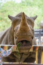 Woman feeding the rhinoceros at zoo Royalty Free Stock Photo