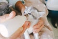 Woman feeding small kitten with milk from the bottle Royalty Free Stock Photo