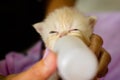 Woman feeding small kitten with milk from the bottle