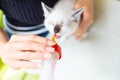 Woman feeding a white kitten from the bottle with nipple Royalty Free Stock Photo