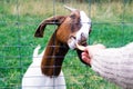 A woman feeds a black and white goat from her hands, which is kept in a contact zoo. A human hand feeds a goat on a rural farm.