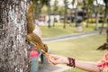 Woman feeds chipmunk on tree, wild animal in tropics