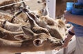 A Woman Feeds Fallow Deer Through a Fence