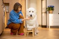 Woman feeds her huge white dog at home